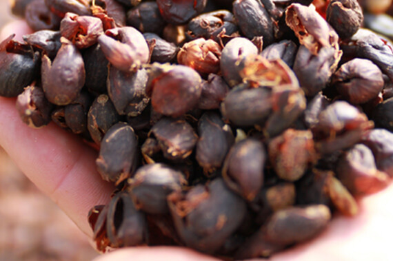 カスカラティーのイメージ1